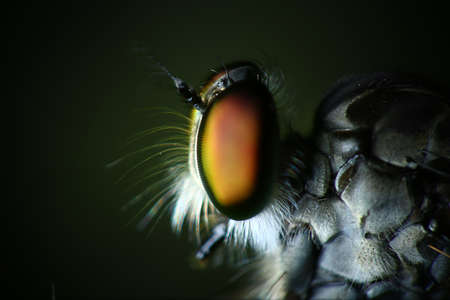 Eyes of a fly, extreme close-upの写真素材