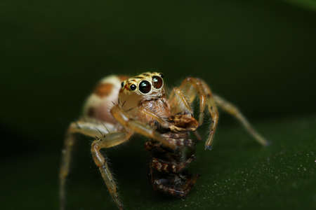 Illustration of a spideの写真素材