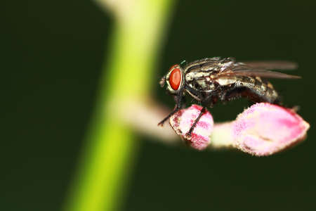 fly on a pink flowerの写真素材