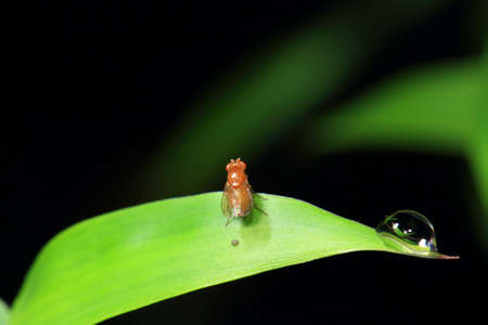 Eyes of a fruit flyの写真素材