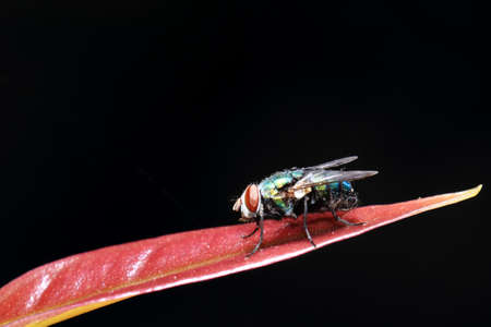 Macro on fly with red leafの写真素材