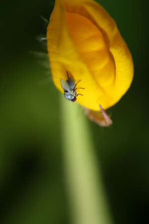 fly on a yellow flowerの写真素材