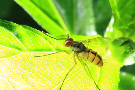 Eyes of a fruit fly, extreme close-upの写真素材
