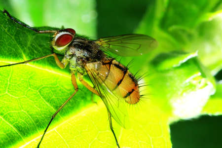 Macro of a fruit flyの写真素材