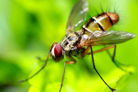 Eyes of a fruit flyの写真素材