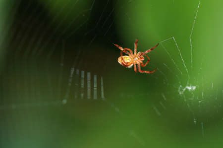 A spider making a webの写真素材