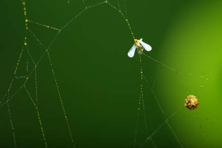 Spider Webの写真素材
