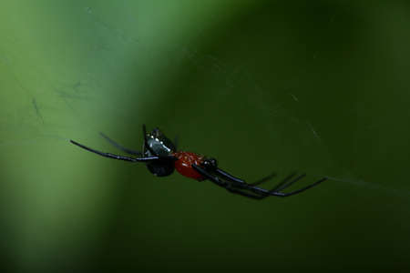 A spider making a webの写真素材