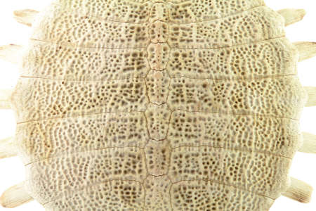whole shell of turtle isolated in white background