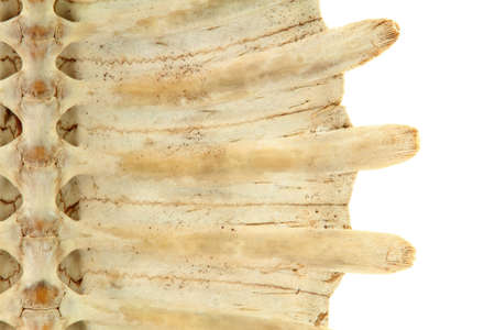 whole shell of turtle isolated in white background