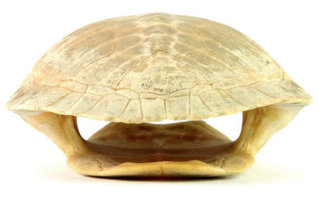 whole shell of turtle isolated in white background