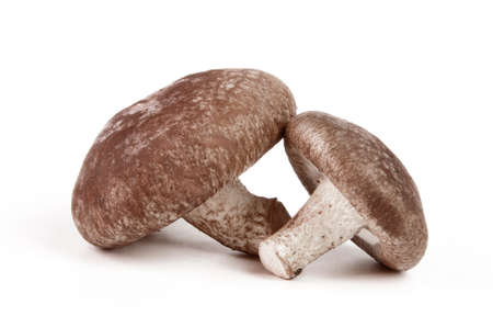 fresh and delicious mushroom isolated on white backgroundの写真素材