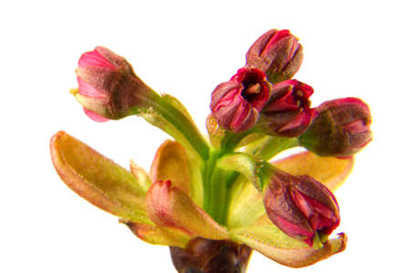 flower buds of sakura isolated on the white backgroundの写真素材