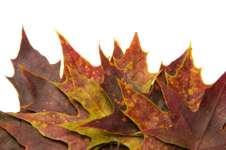 colored autumn leaves isolated on the white background