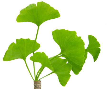 close up of green ginkgo leaves on the white background