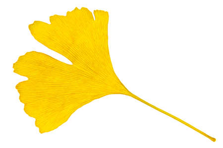 one ginkgo leaf isolated on the white background