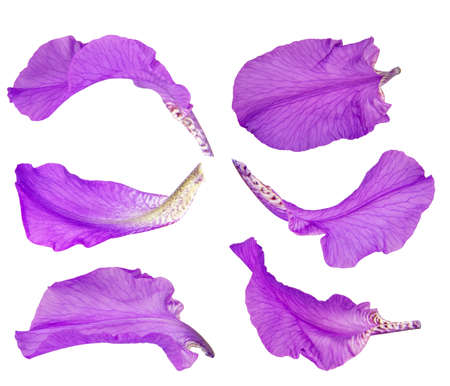 collection of purple iris isolated on the white backgroundの写真素材