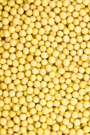 close up of many soybean full of backgroundの写真素材