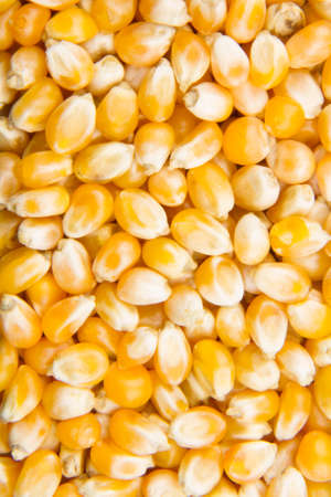close up of many corn full of backgroundの写真素材