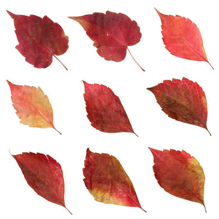 The set of dried Autumn leaves isolated on white background.