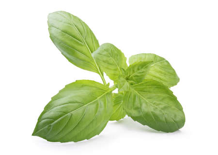 Close up of a  holy basil isolated on white backgroundの写真素材