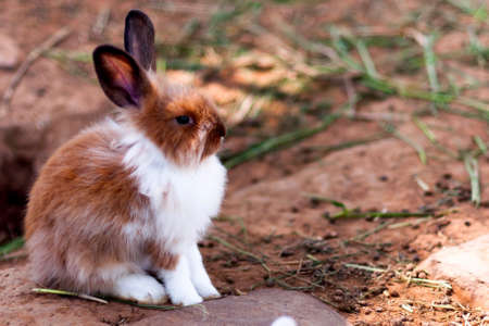 Rabbit