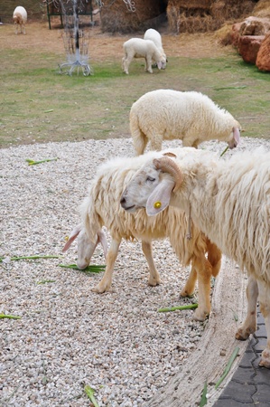 Sheep in the farmの写真素材