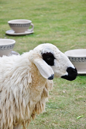 Sheep in the farmの写真素材