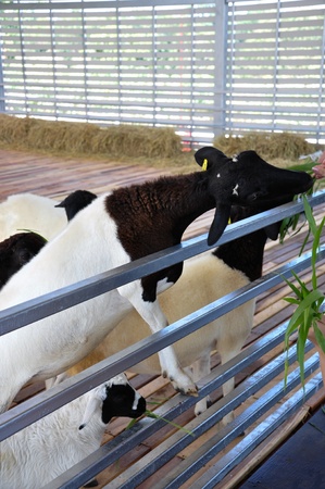 Feeding the sheepの写真素材