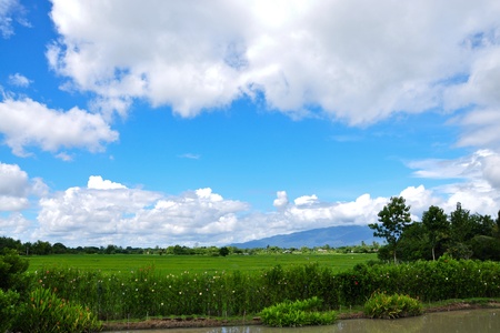 Beautiful view of rice paddy field in a rural weekend villa, Northern of Thailandの写真素材