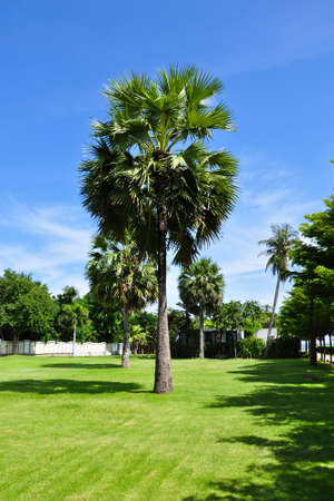 A garden with Asian palm treesの写真素材