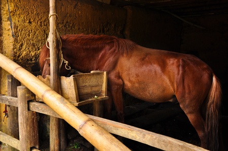 Eating brown horse in a rural barnhouseのeditorial素材