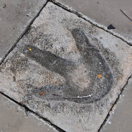 A copy of dinosaur footprint in cementのeditorial素材
