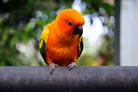 Sun Conure