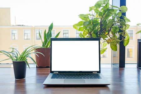 Laptop with mockup blank screen on wooden table in front of window. Freelance work concept.の写真素材