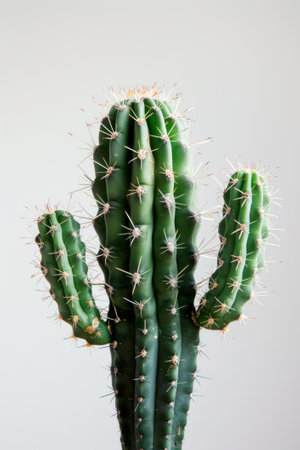 A green cactus in a minimal style.の素材