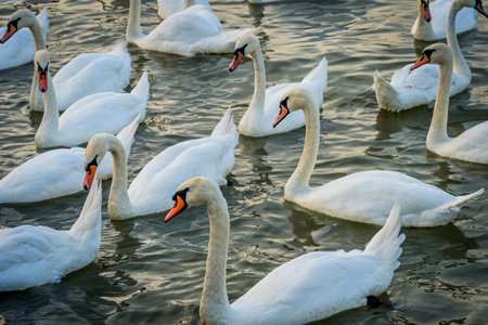 Swans on the riverの写真素材