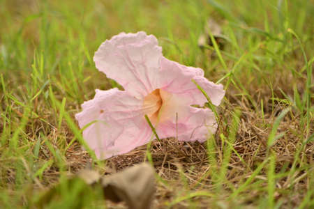 flower of Mine の写真素材