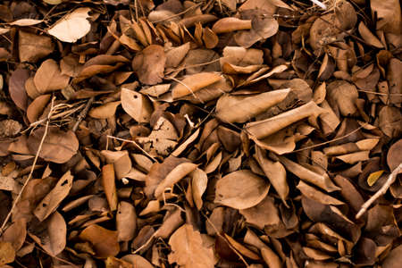 Dried Leaves の写真素材