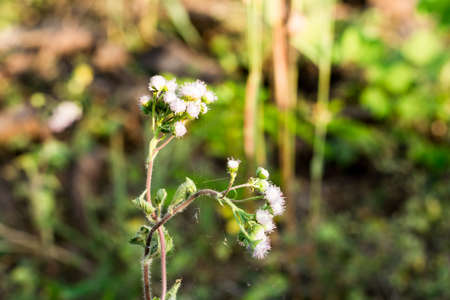Siam weed in the rainforestの写真素材