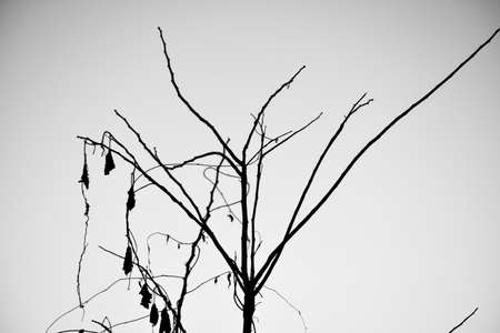 dead tree in summerの写真素材