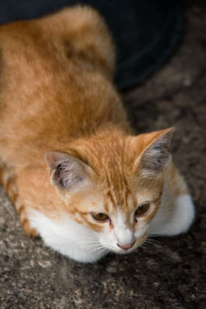a lovely cat is waiting for something