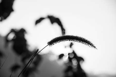 flower of grass in the morning and sunshine dayの写真素材