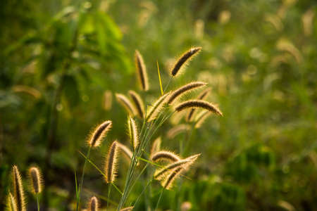flower of grass in the morning and sunshine dayの写真素材