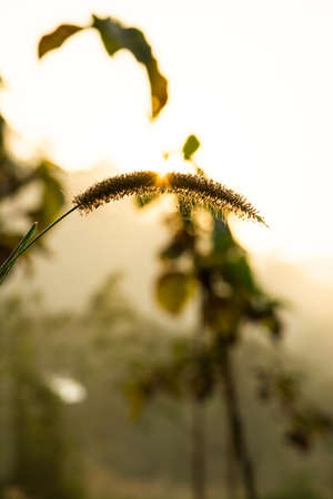 flower of grass in the morning and sunshine dayの写真素材