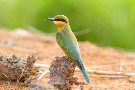 Blue-tailed Bee eaterの写真素材