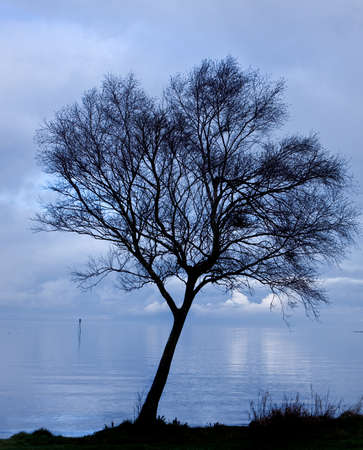 sihlouette of a tree by a lake at dusk shot against a deep blue cloudy skyの写真素材
