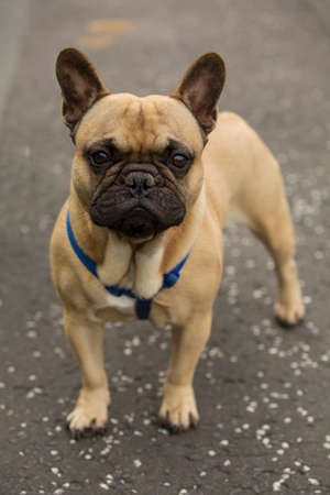 small pug dog with a sad faceの写真素材