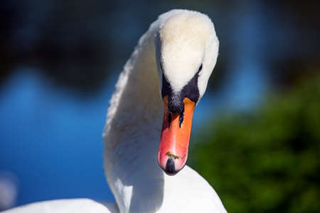 close up of a swans head neck and beak with blue bokeh backgroundの写真素材