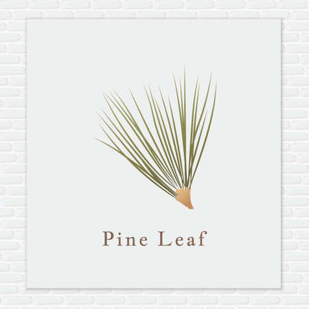 Pine leaf